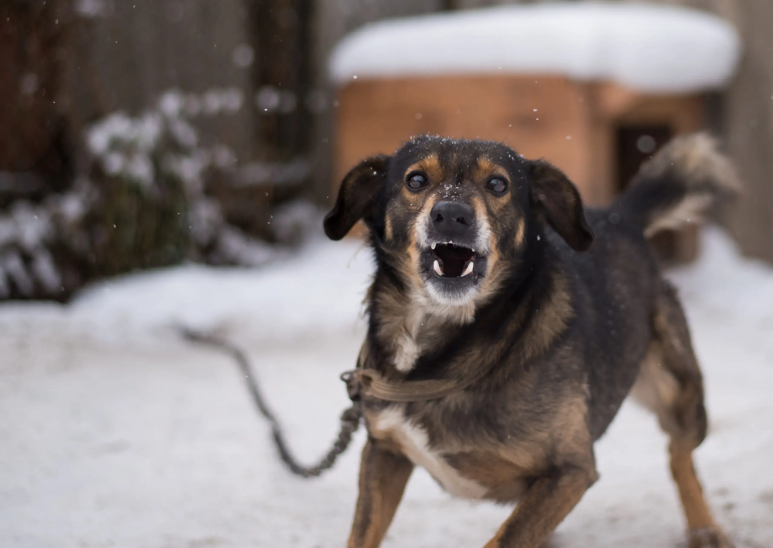Understanding California Dog Bite Law